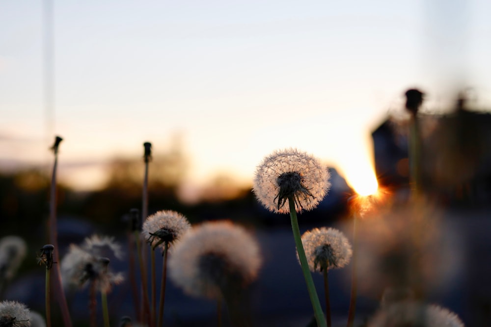 dandelion flowers