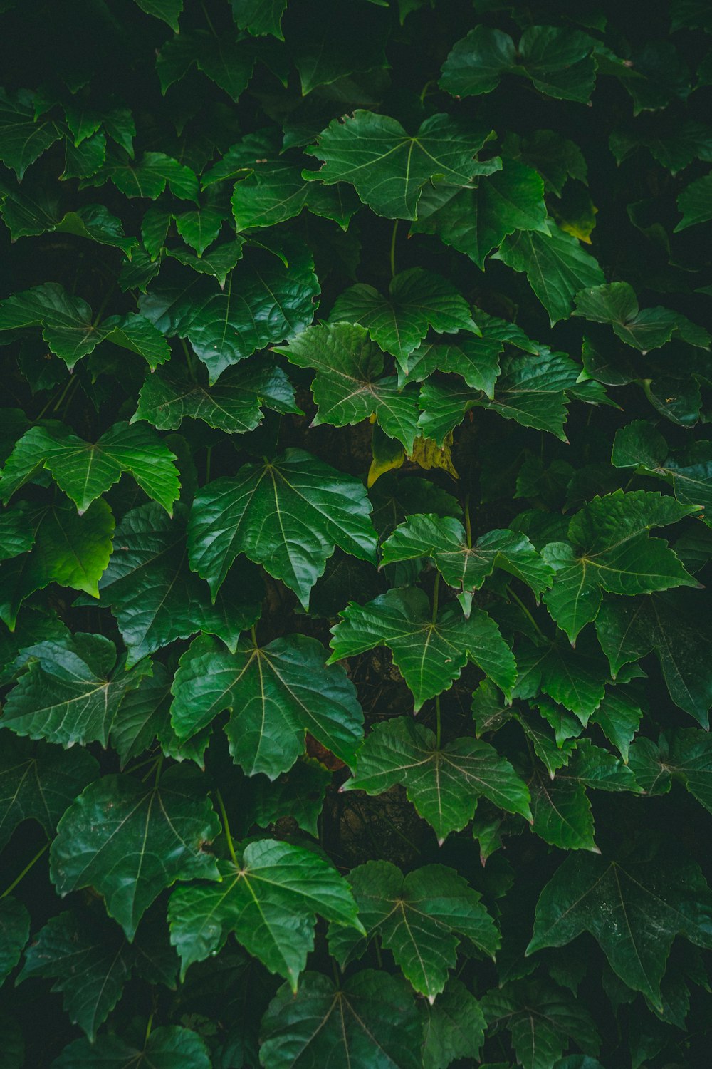 green leaf plants