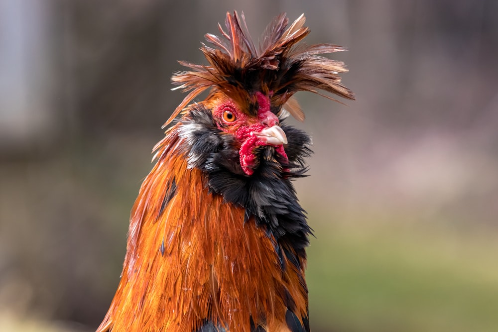 view of red and black rooster