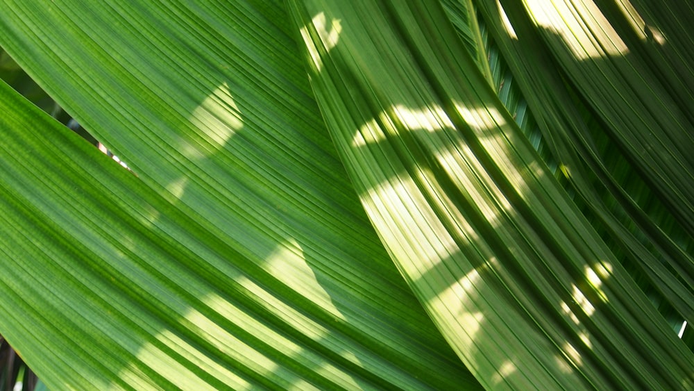 green leaves