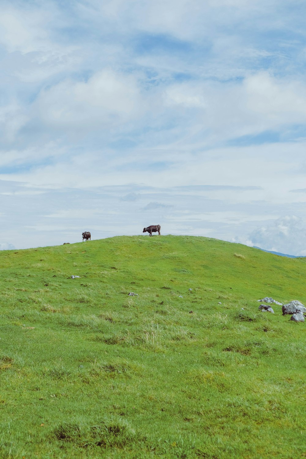 two animals on grass field during day