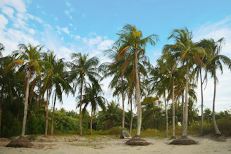 A serene beach with palm trees under a bright blue sky and a distant airplane flying overhead