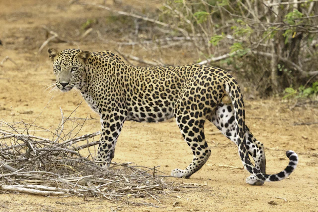 Yala & Minneriya Wildlife