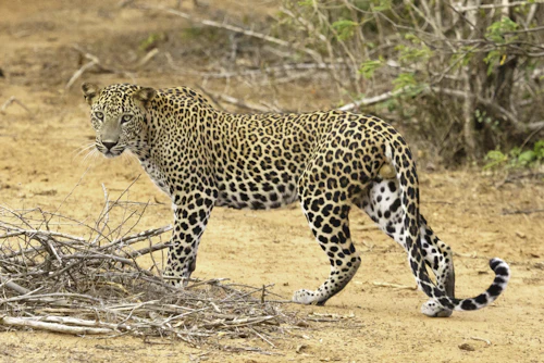 A leopard walking across a dirt trail in Yala National Park