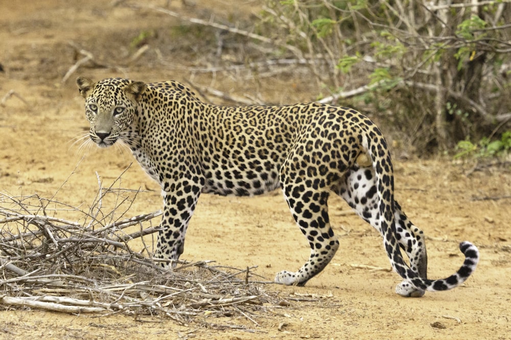 a large leopard walking across a dirt field