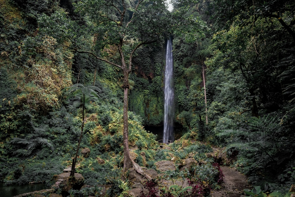 green trees near waterfalls