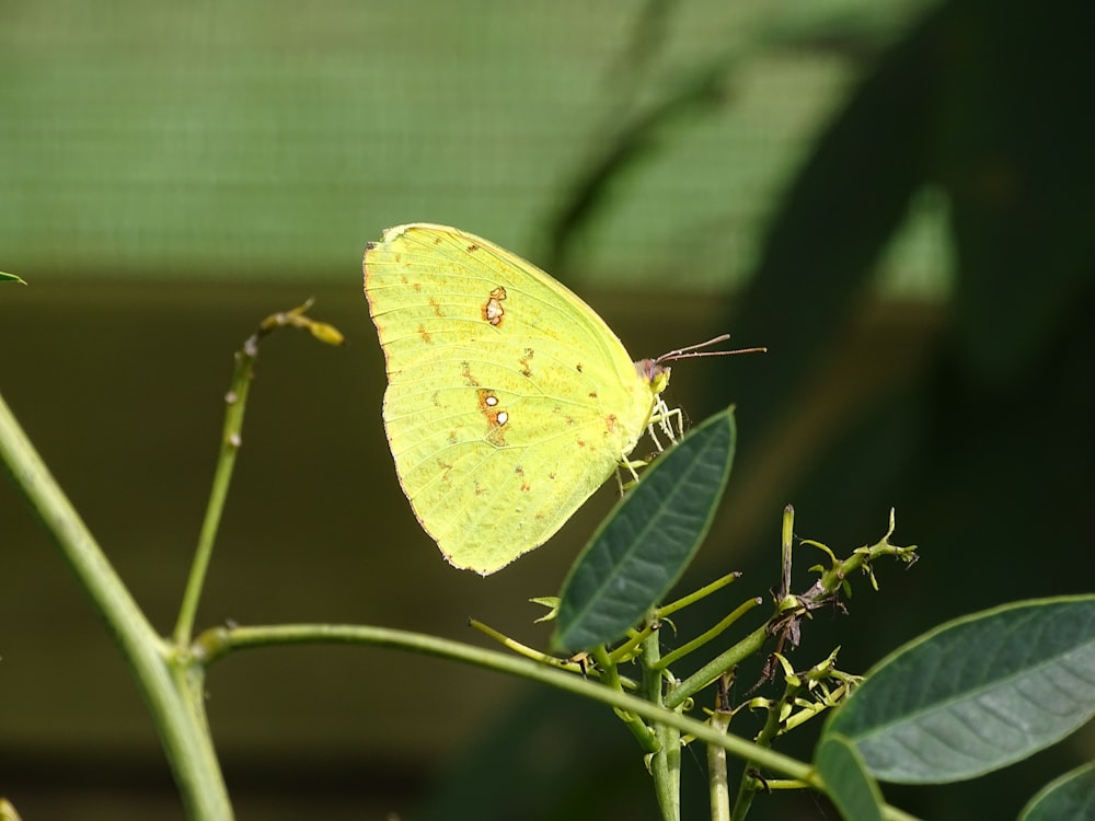 closeup photo of butterfly perching of plant