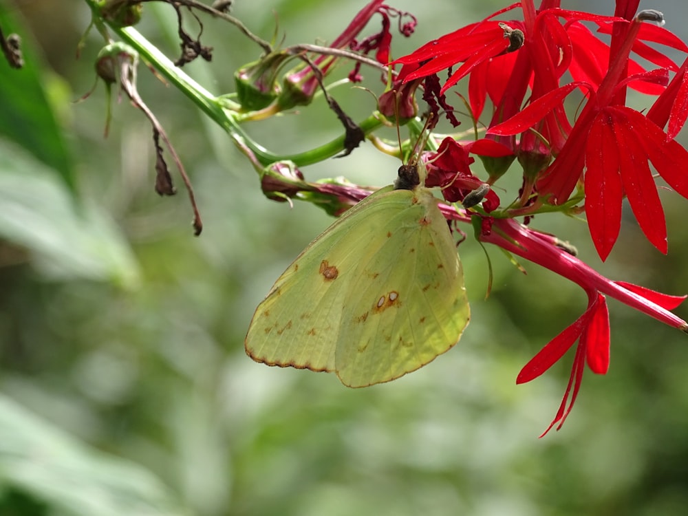 shallow focus photo of green butterfly