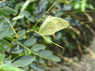 A delicate gold butterfly perched on a teal fabric with intricate embroidery.