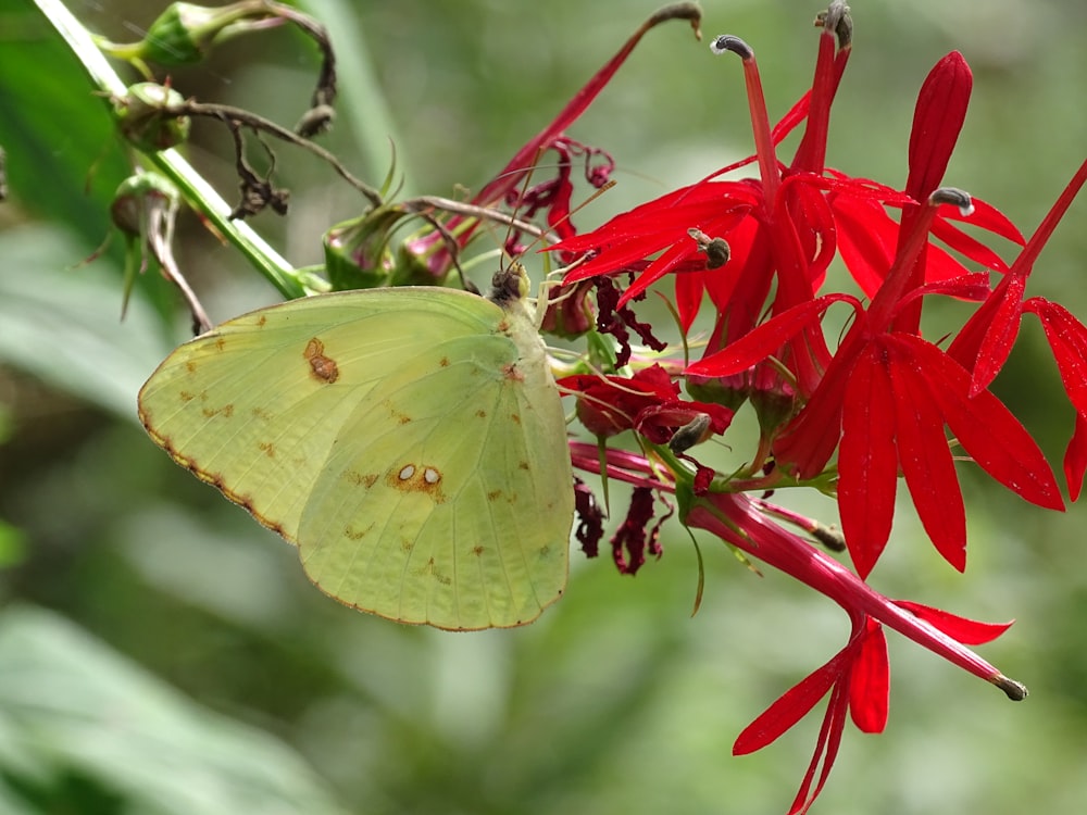 shallow focus photo of green butterfly