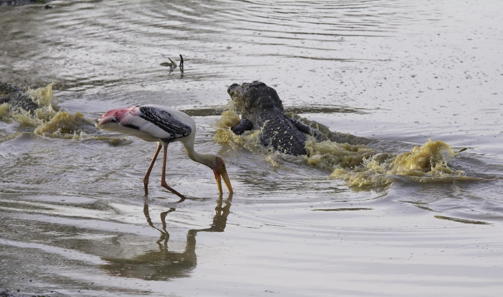 shallow focus photo o fblack crocodile in body of water