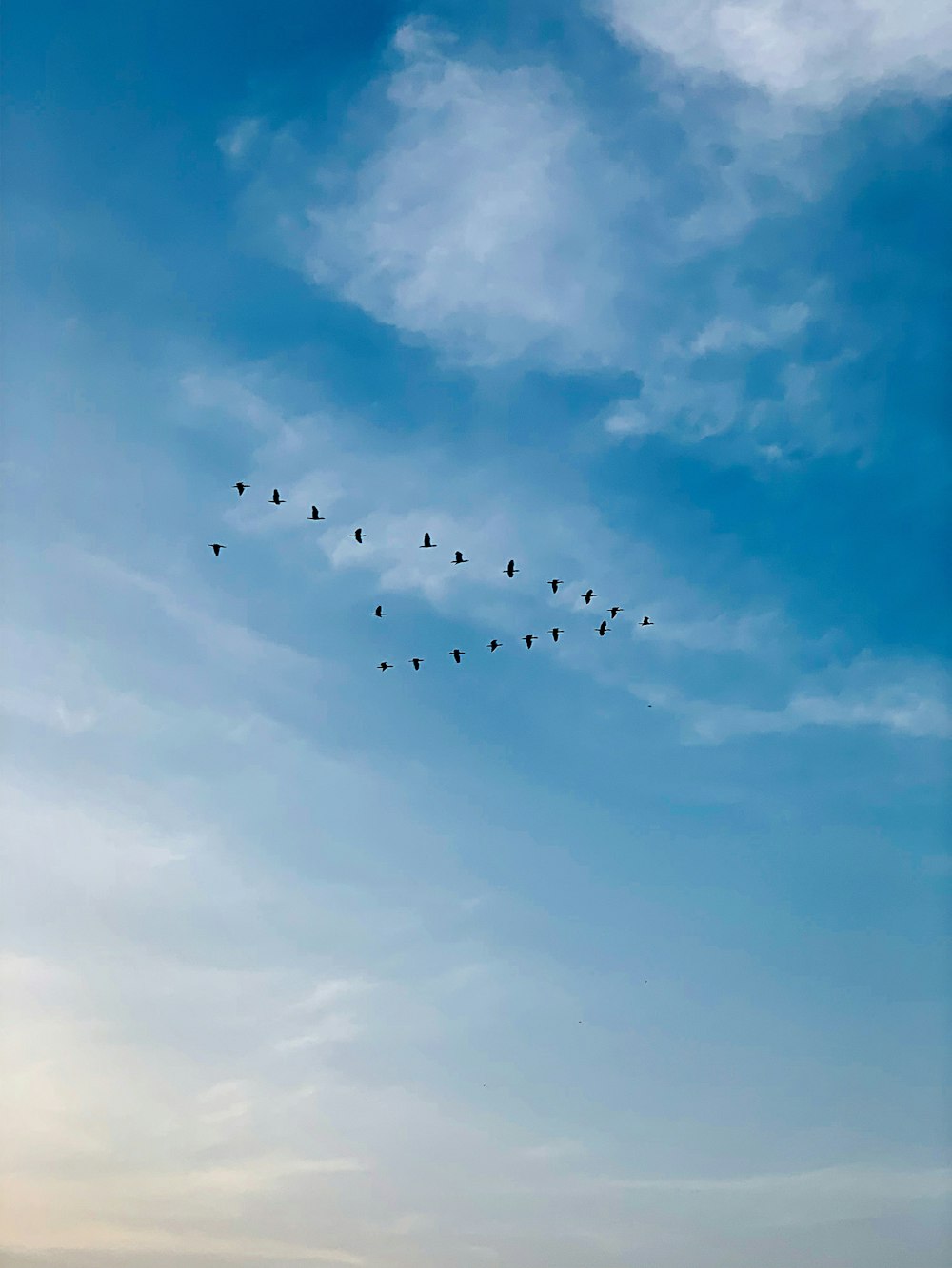 flock of flying black birds
