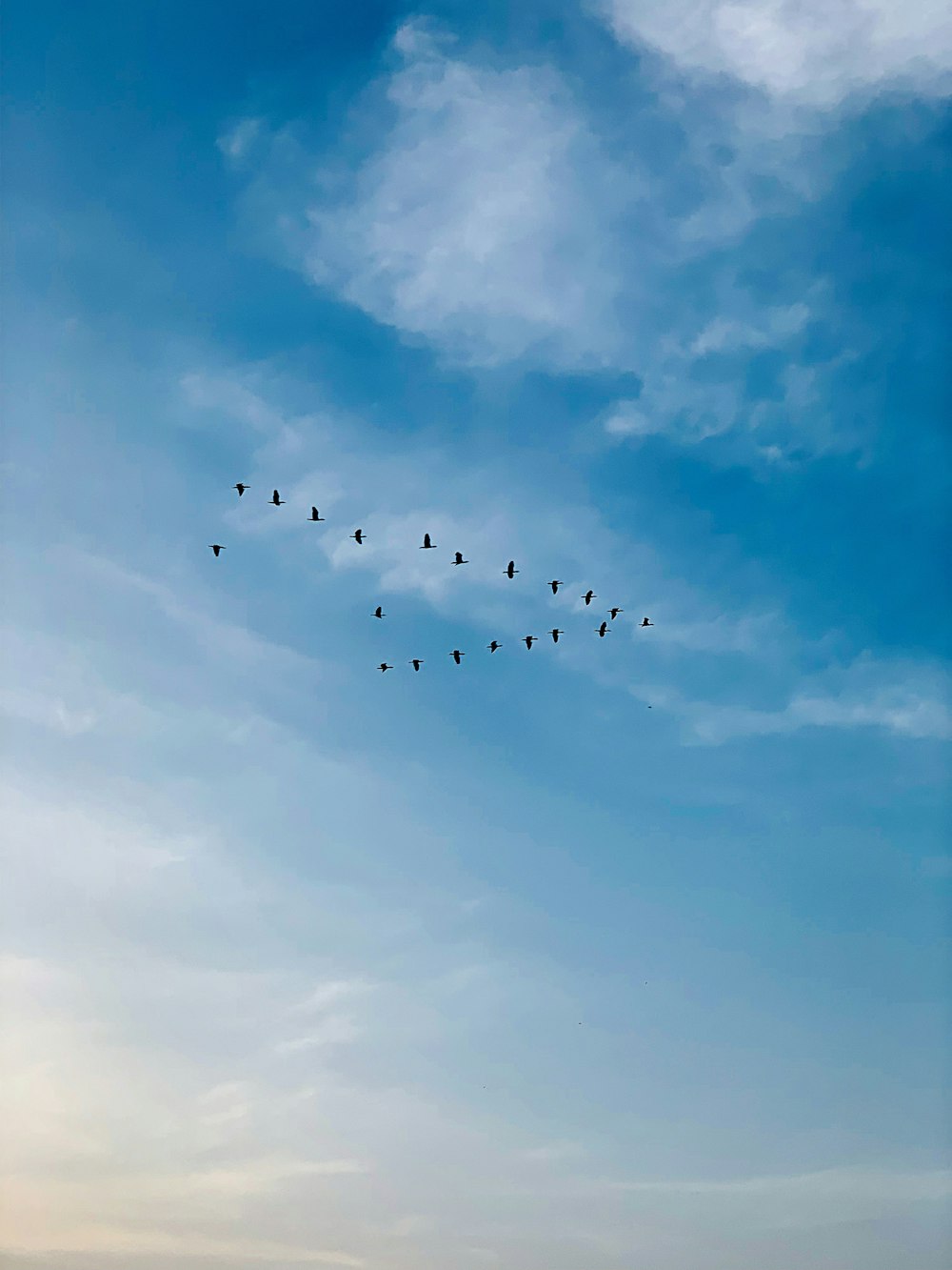 bandada de pájaros negros voladores