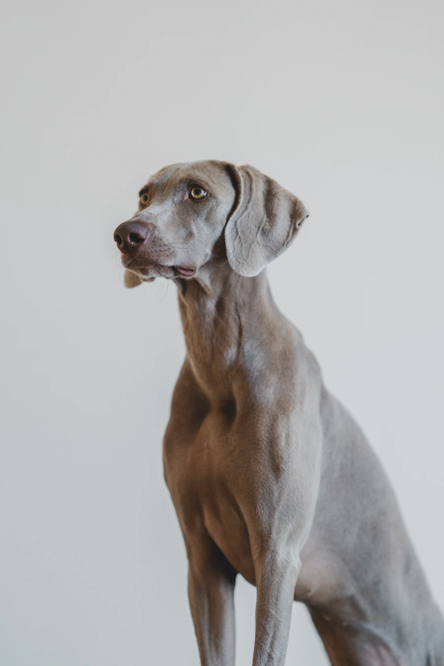 Weimaraner