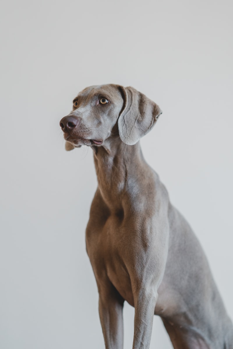 Ensuring Your Pet's Health: Affordable Veterinary Care Options in South Jersey