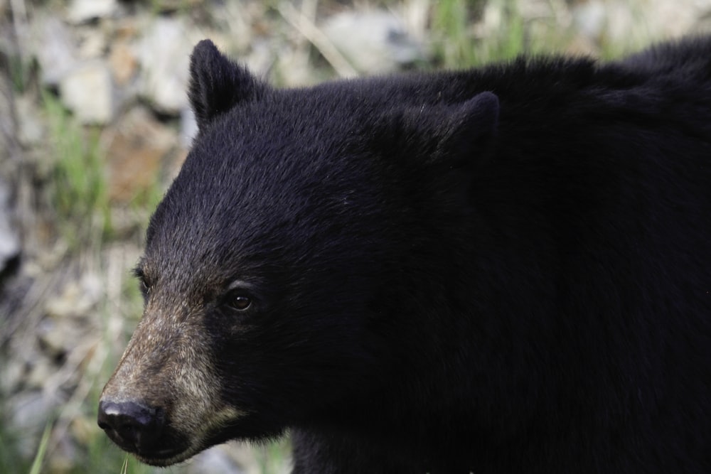 closeup photography of black bear