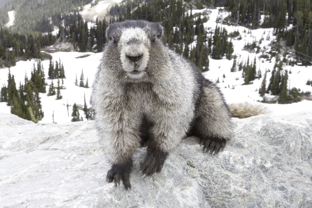 white and brown rodent on rock