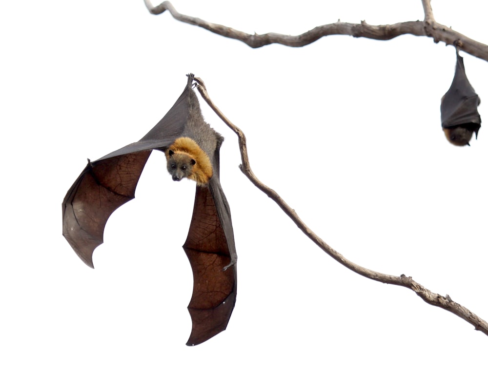 two brown-and-black bats on brown wood branches