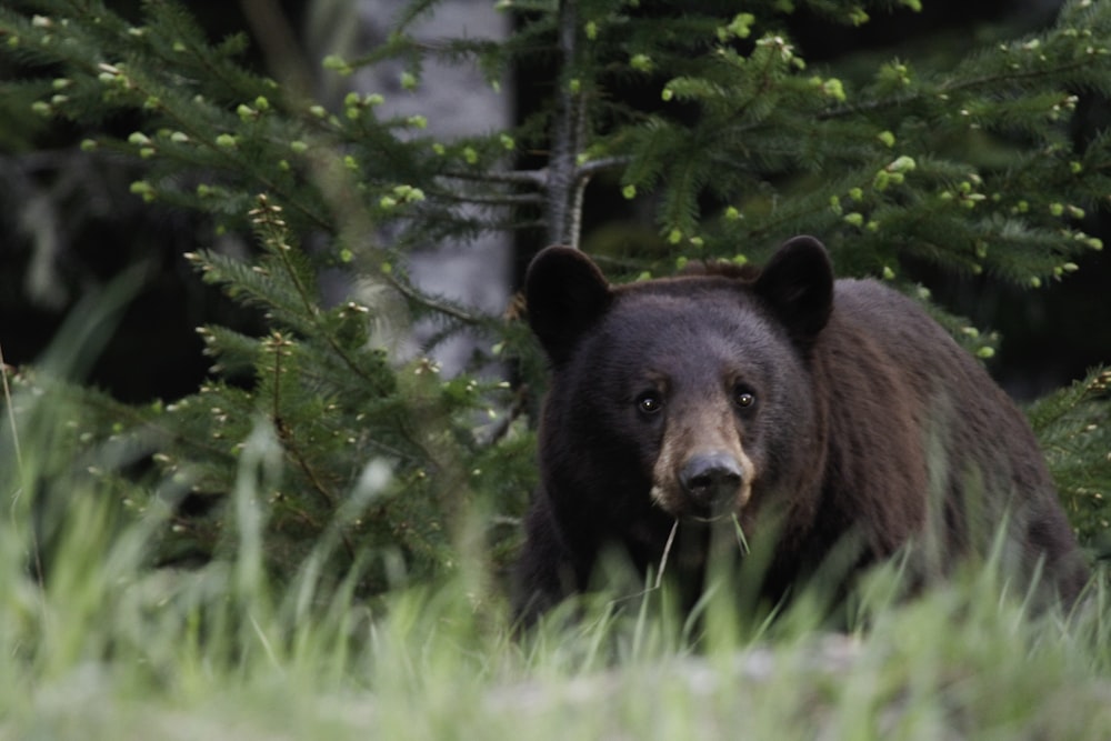 shallow focus photo of grizzly bear