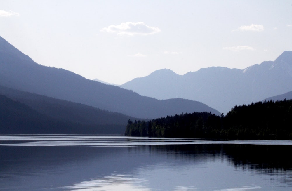 trees beside body of water