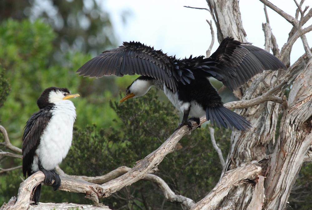 osprey birds on branch of tree