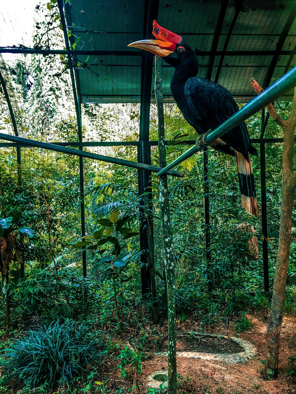 black bird perching metal bar