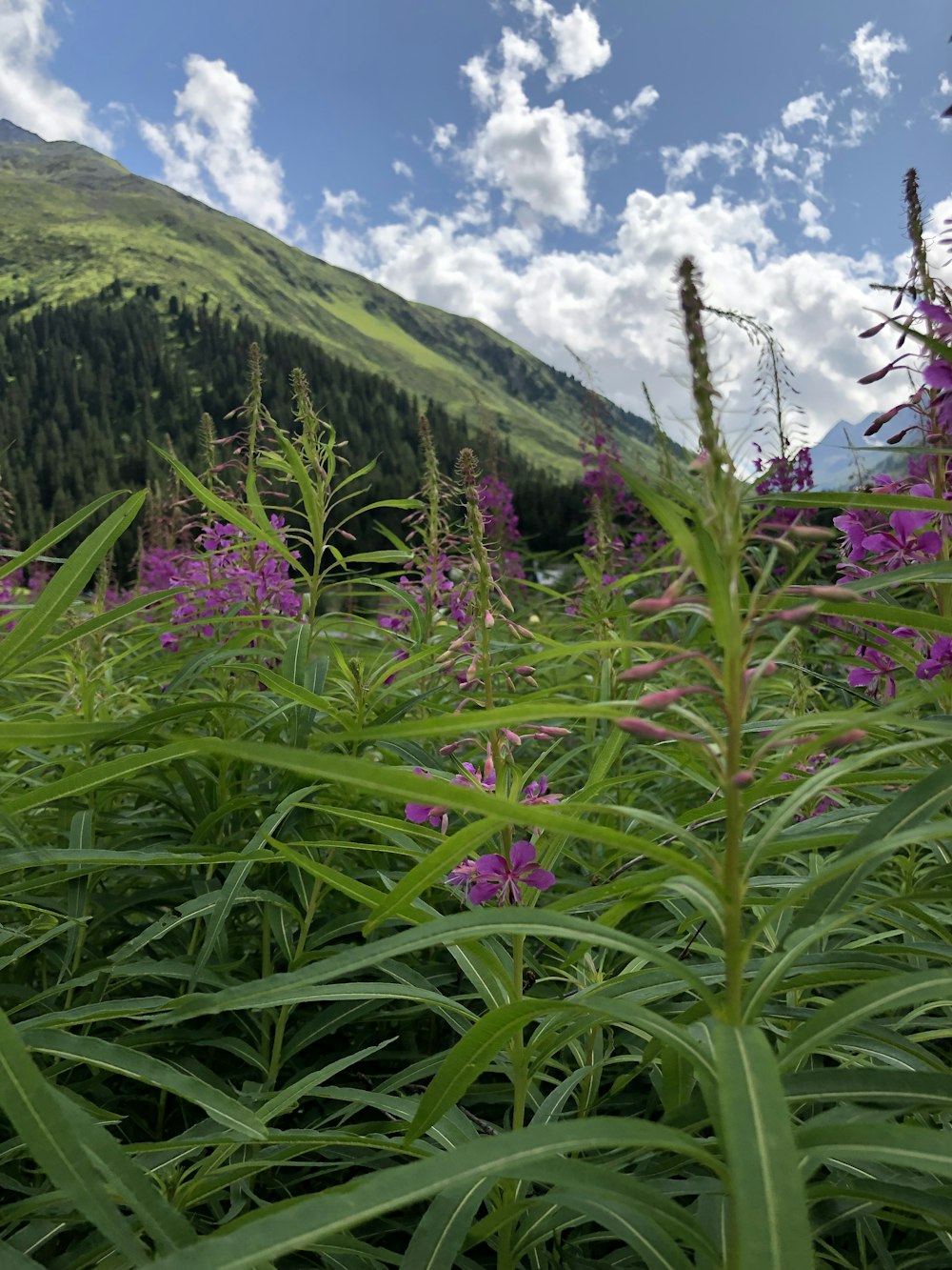 purple flower field