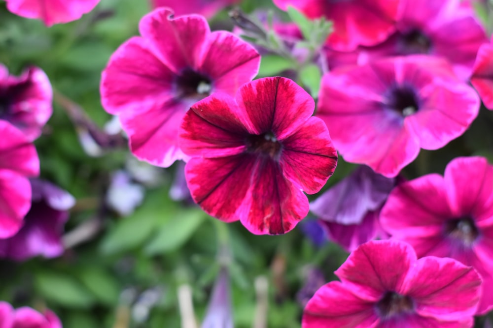 closeup photo of purple petaled flowers