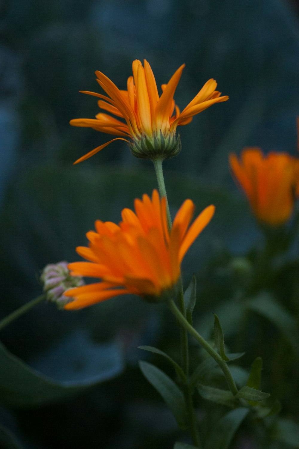 orange flowers