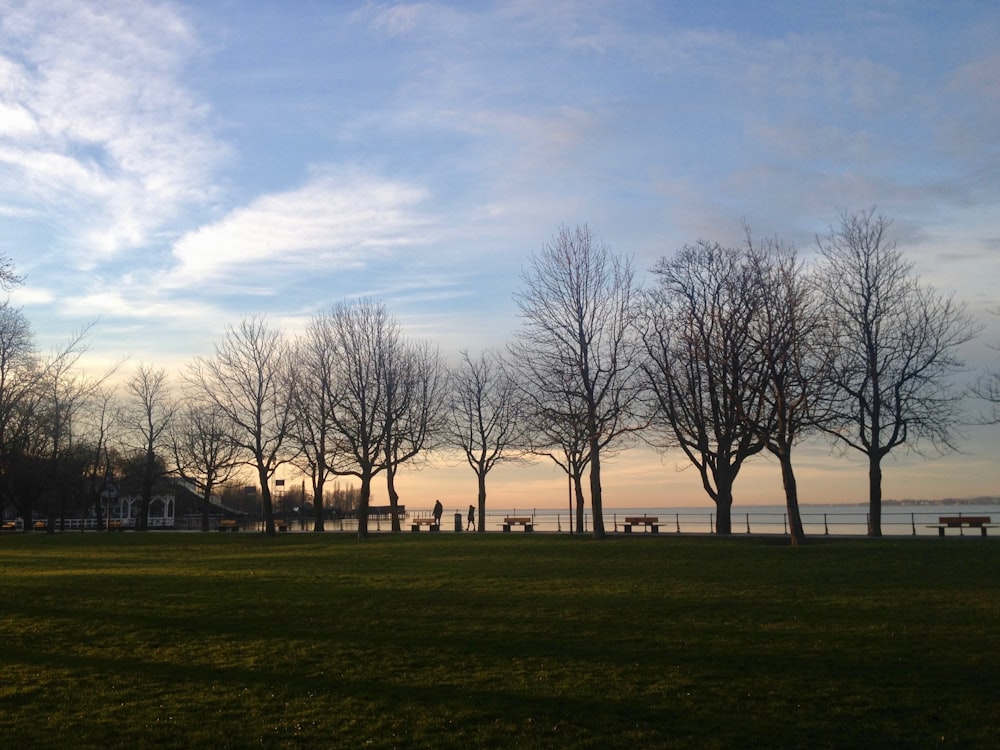 lined bare trees during daytime