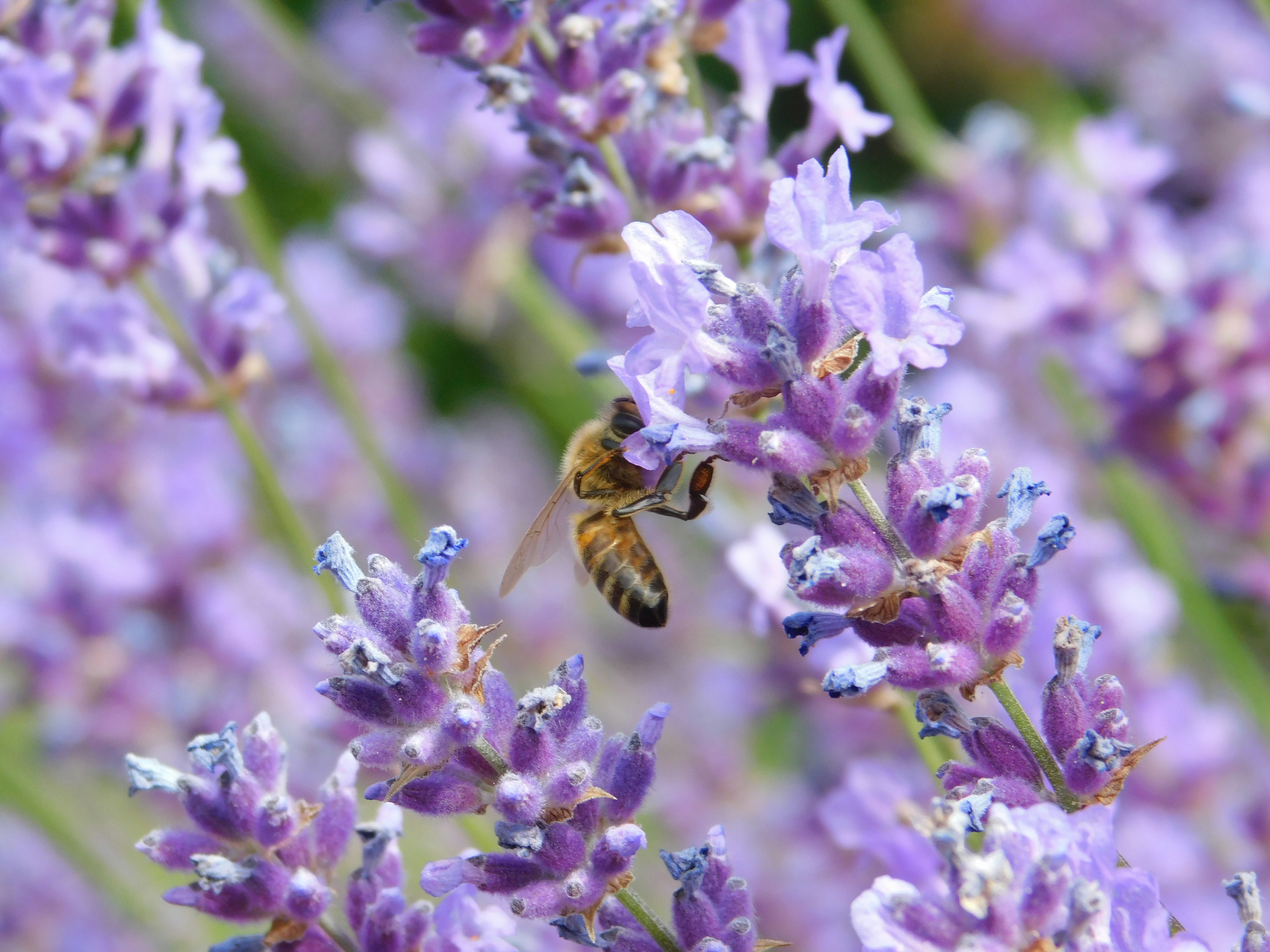 Photo by georgeturner