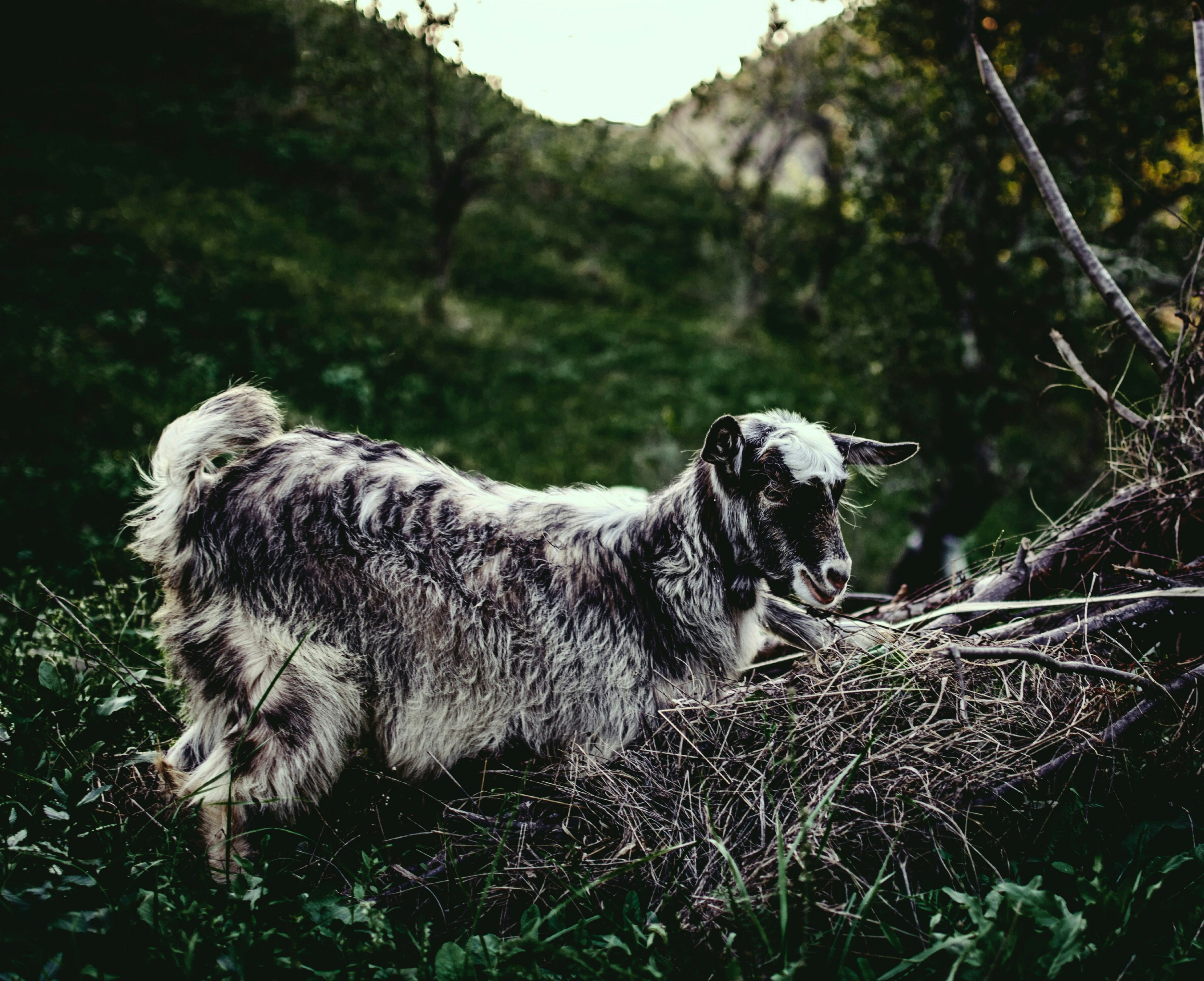 Photo by mihai14