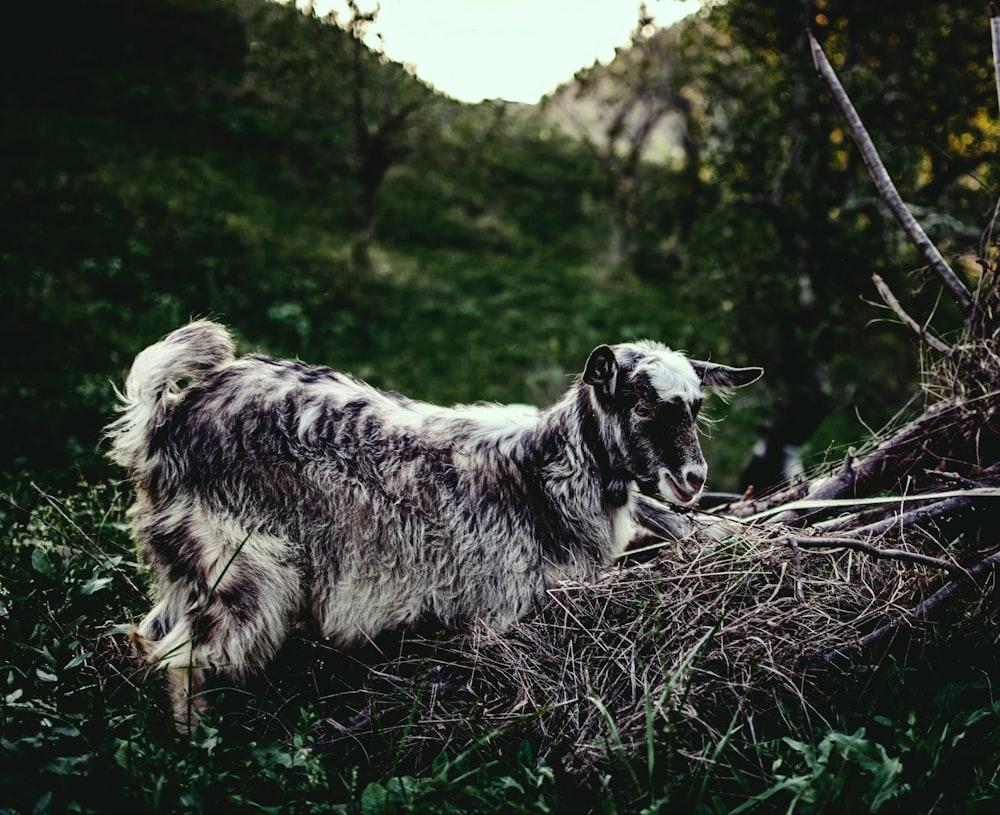 goat walking on driftwood