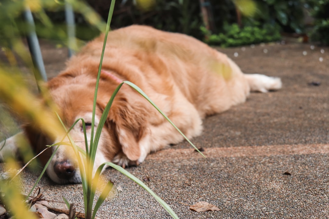 adult golden retriever