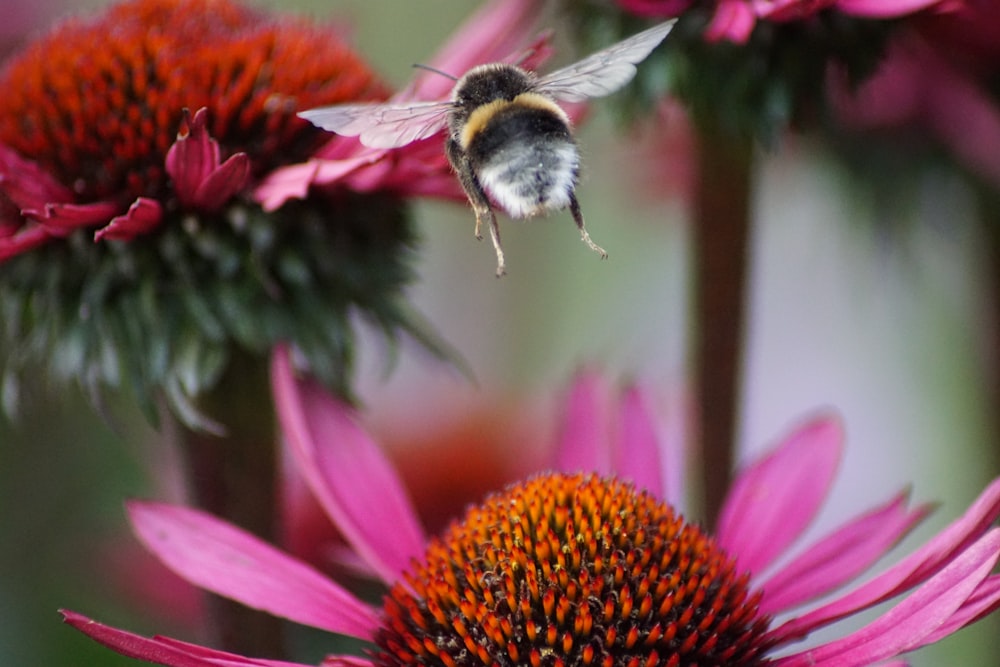 closeup photo of bee flying