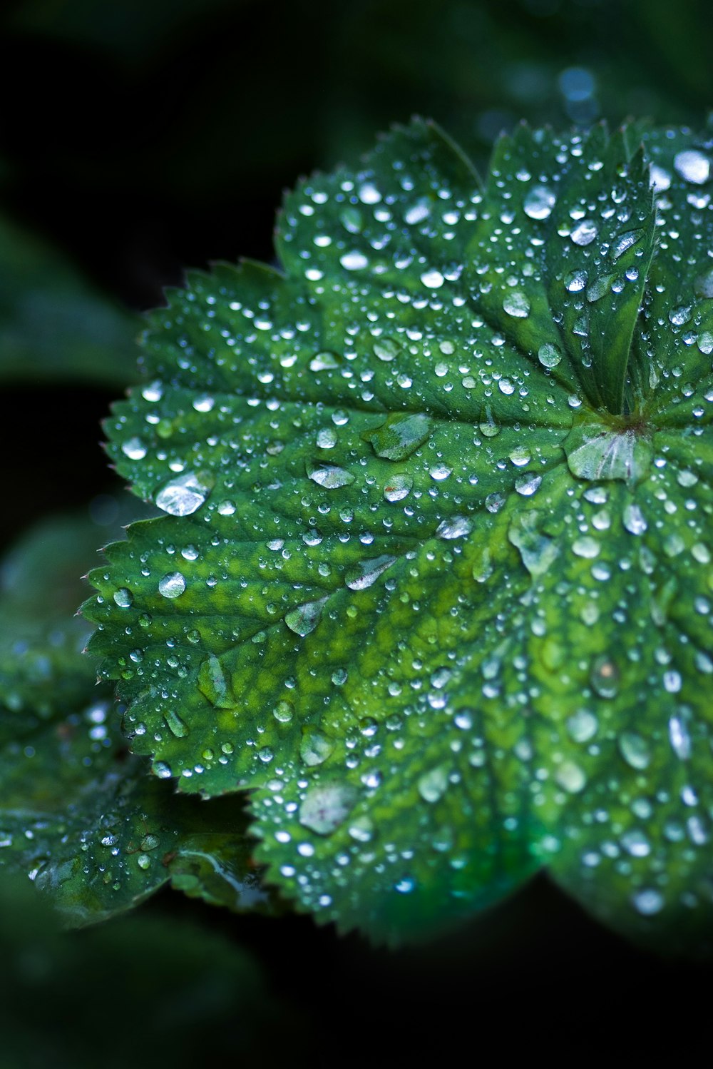 water drops in green leaf plant