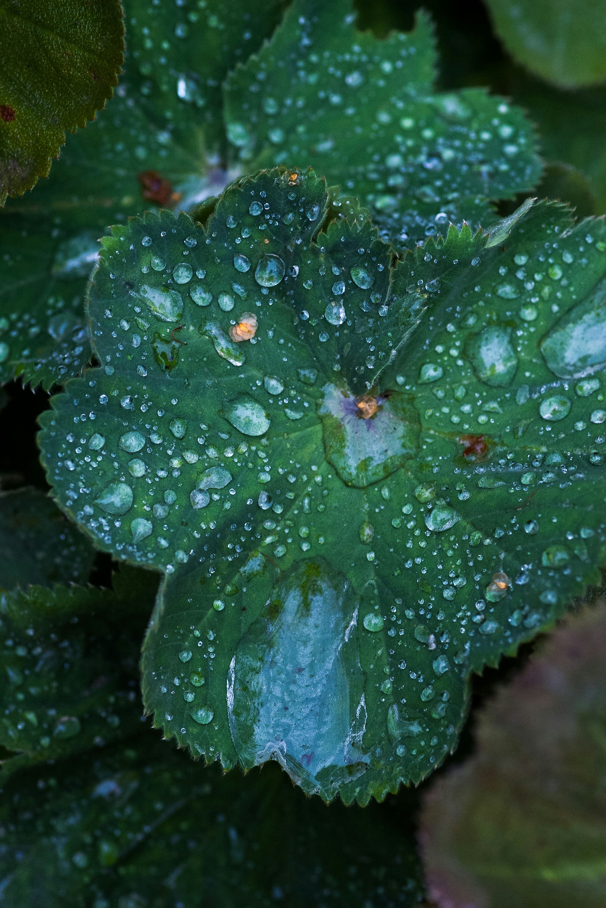 water drops on green leaf