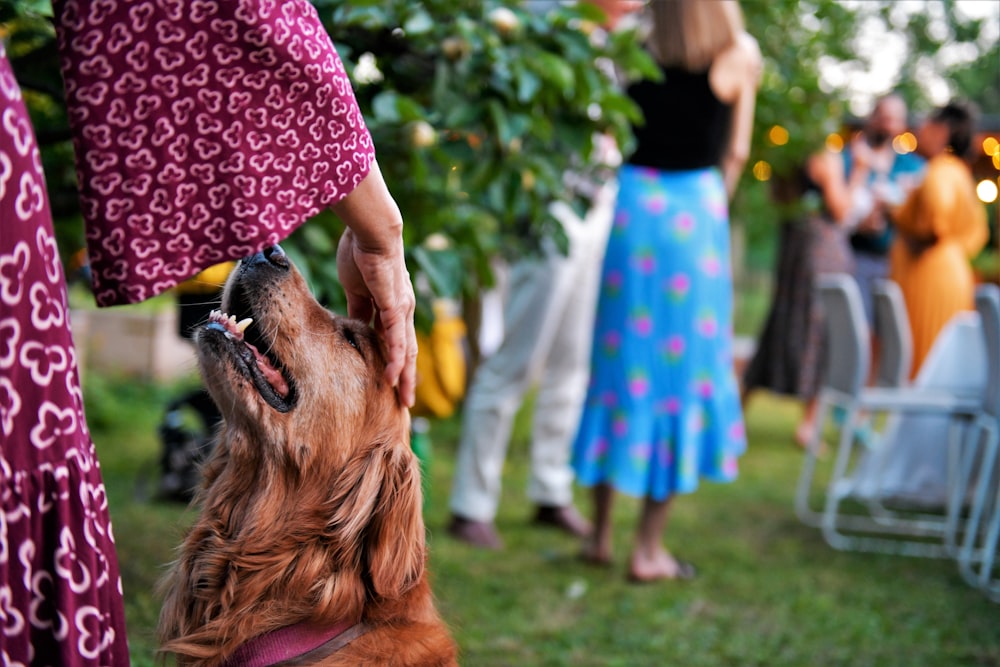 golden Labrador sitting beside woman