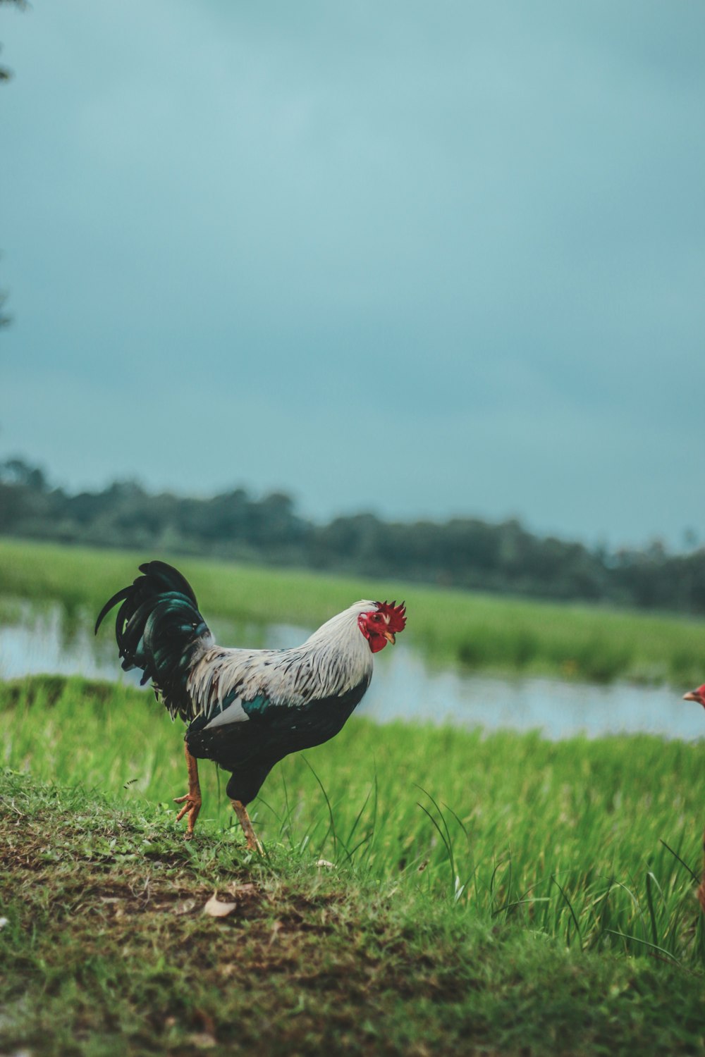 black and white rooster on grass field