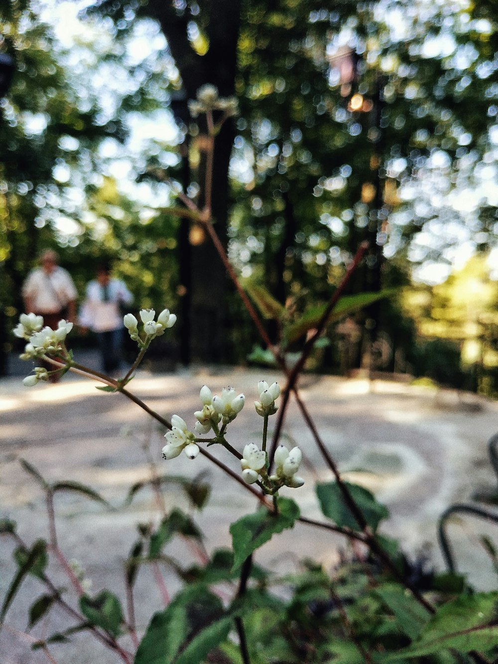 a close up of a plant with white flowers