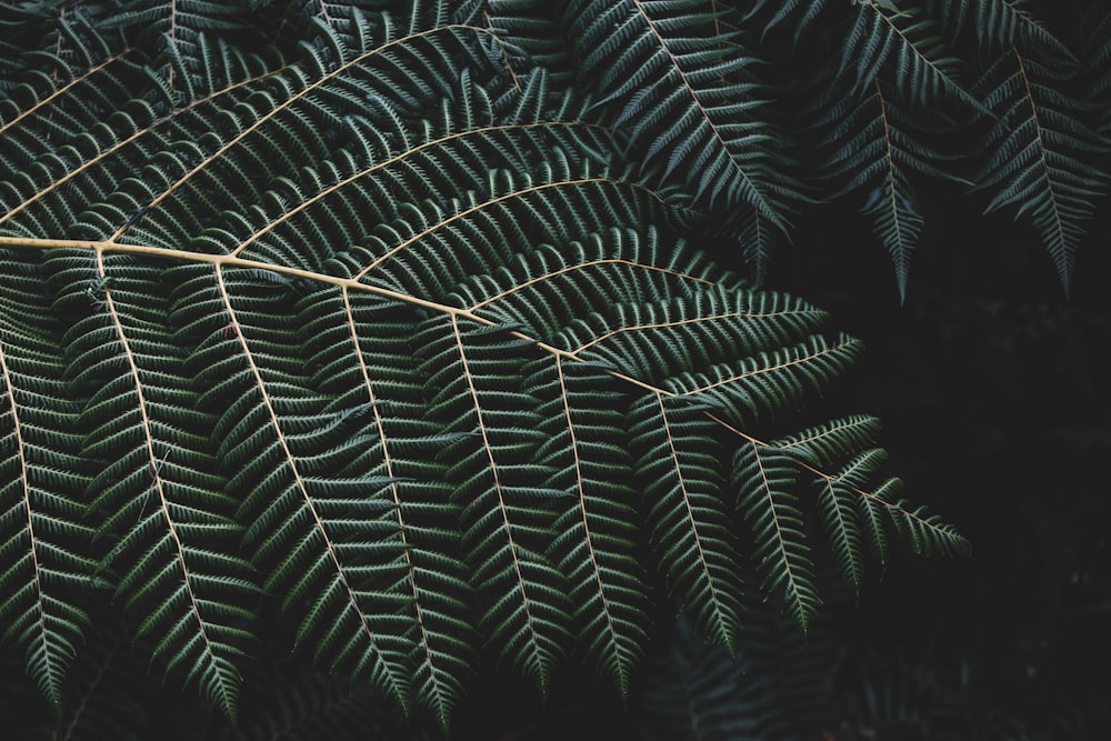 green ferns