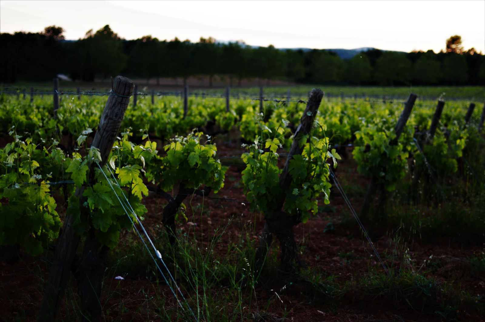 Rosé vineyard rows in Provence