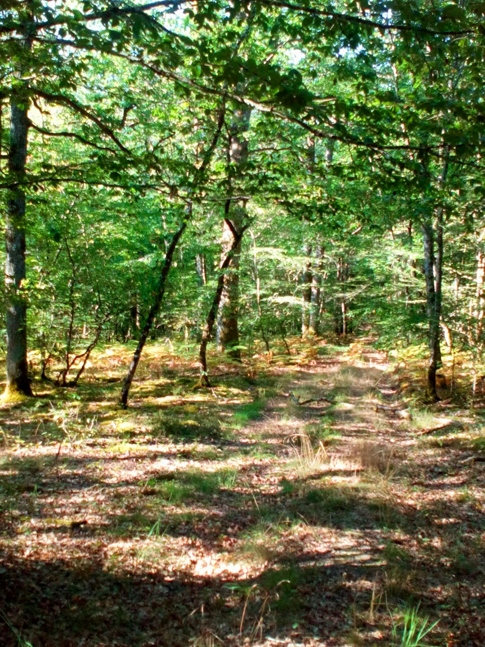 green leafed trees during daytime