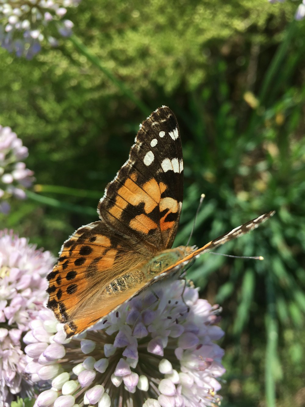 monarch butterfly on flower