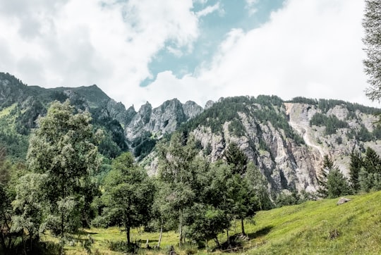 mountains covered with trees in Unterengadin Switzerland