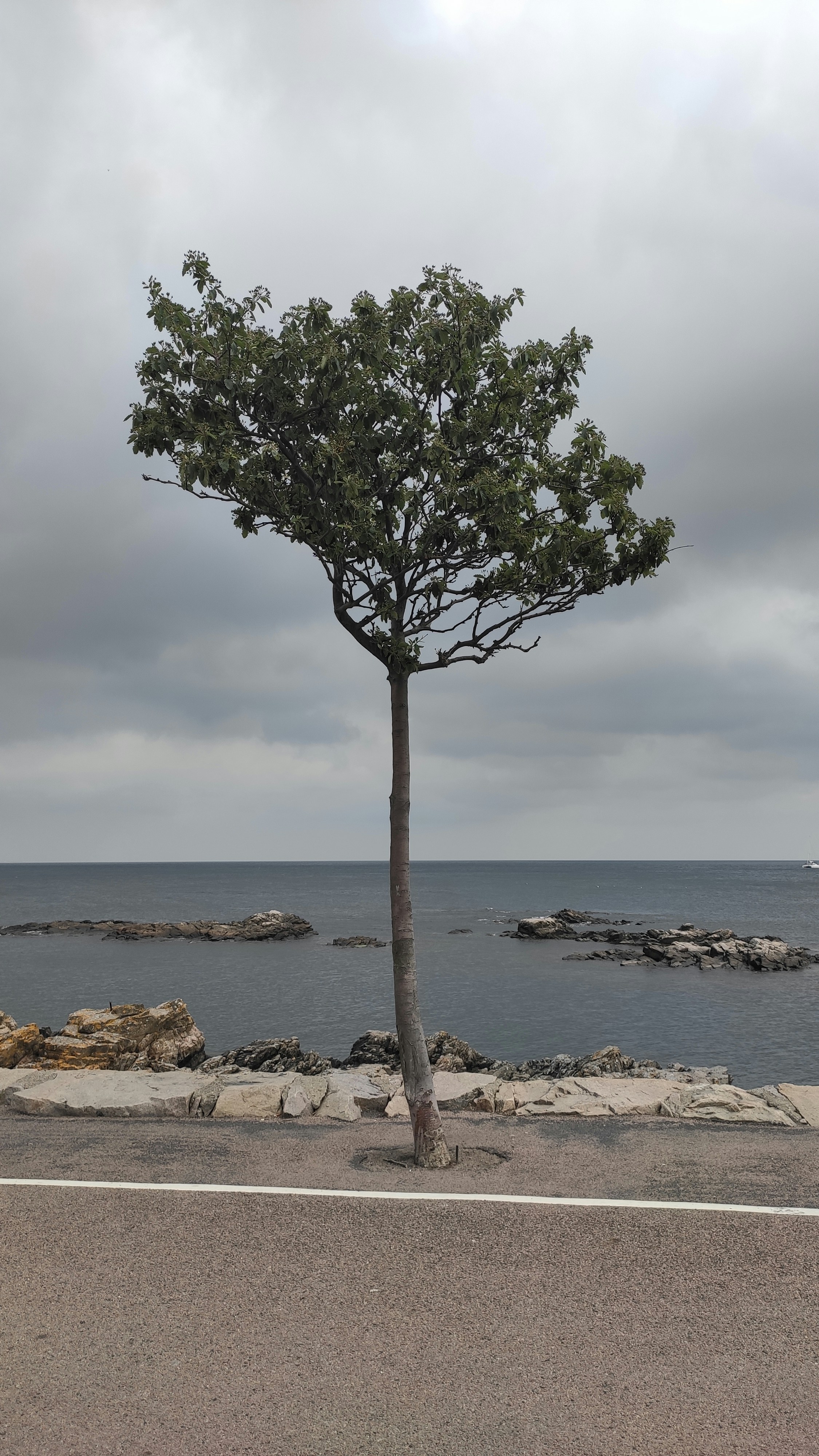green tree near body of water