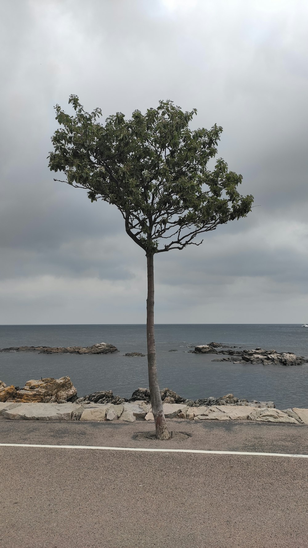 green tree near body of water