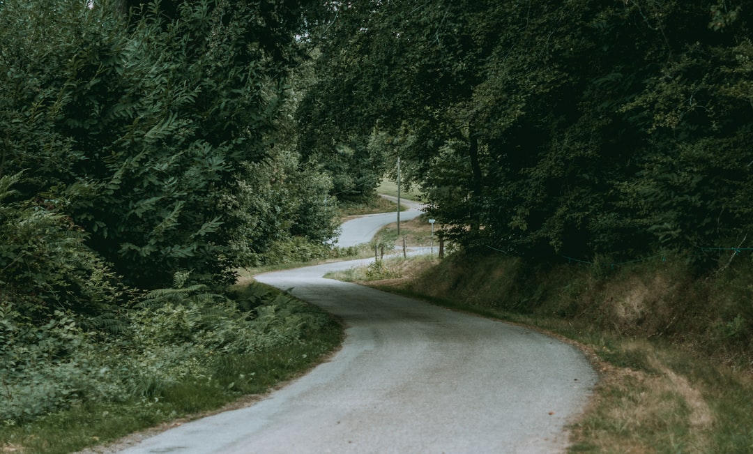 dirt road beside grass and trees during day