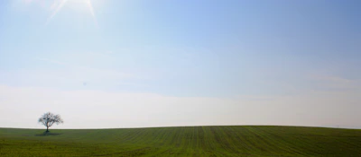 A serene landscape with a solitary tree under a vast sky.