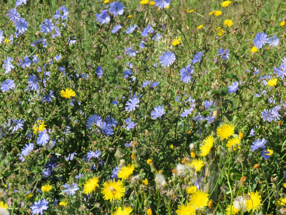 yellow and blue petaled flower field